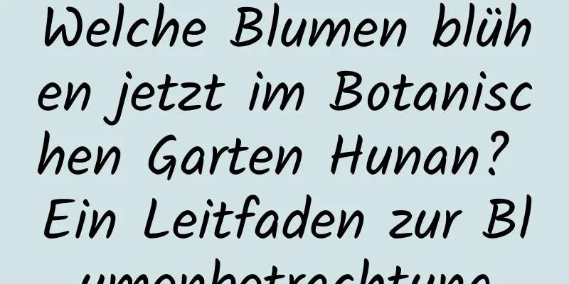 Welche Blumen blühen jetzt im Botanischen Garten Hunan? Ein Leitfaden zur Blumenbetrachtung