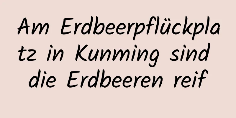 Am Erdbeerpflückplatz in Kunming sind die Erdbeeren reif