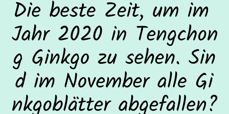 Die beste Zeit, um im Jahr 2020 in Tengchong Ginkgo zu sehen. Sind im November alle Ginkgoblätter abgefallen?