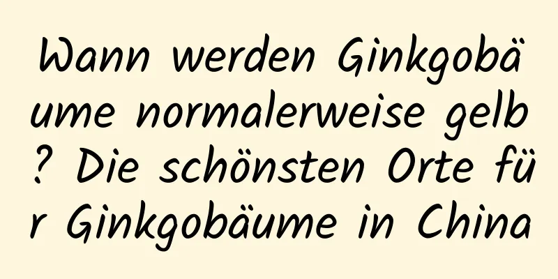 Wann werden Ginkgobäume normalerweise gelb? Die schönsten Orte für Ginkgobäume in China