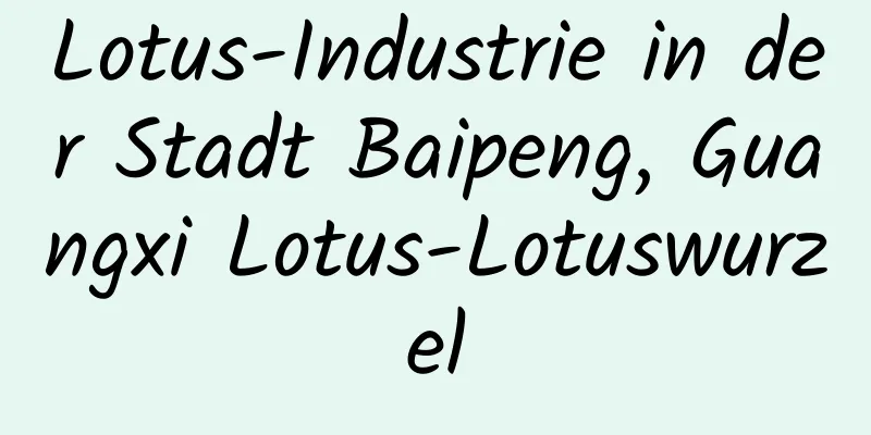 Lotus-Industrie in der Stadt Baipeng, Guangxi Lotus-Lotuswurzel