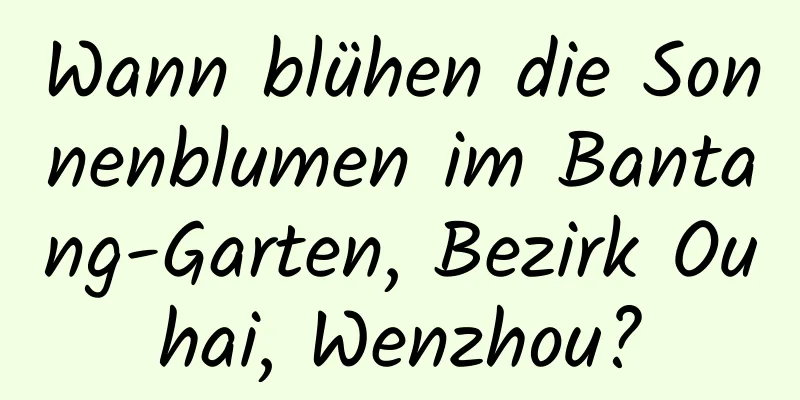 Wann blühen die Sonnenblumen im Bantang-Garten, Bezirk Ouhai, Wenzhou?