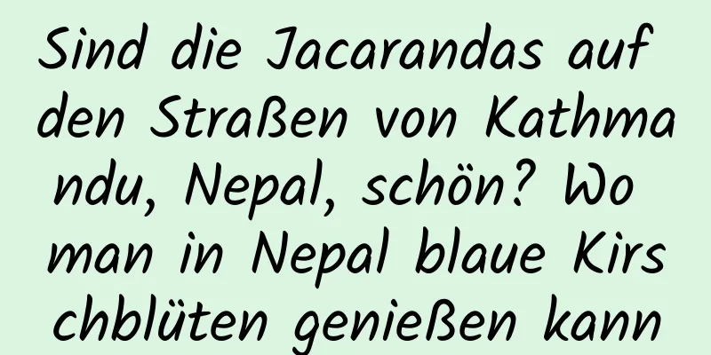 Sind die Jacarandas auf den Straßen von Kathmandu, Nepal, schön? Wo man in Nepal blaue Kirschblüten genießen kann