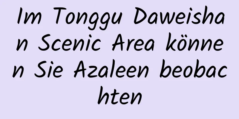 Im Tonggu Daweishan Scenic Area können Sie Azaleen beobachten