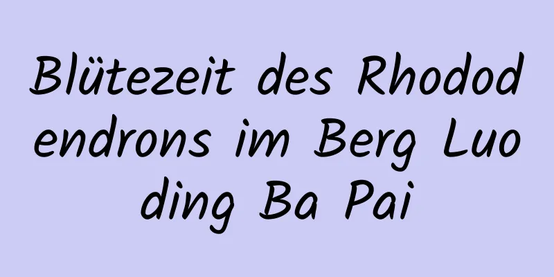 Blütezeit des Rhododendrons im Berg Luoding Ba Pai