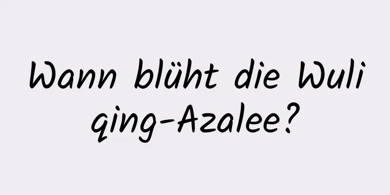 Wann blüht die Wuliqing-Azalee?