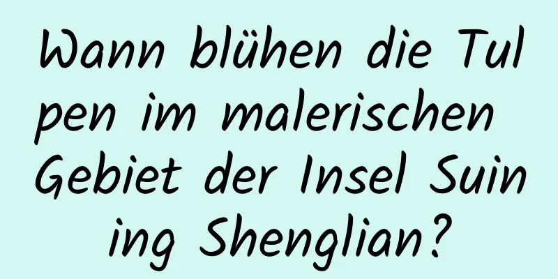 Wann blühen die Tulpen im malerischen Gebiet der Insel Suining Shenglian?