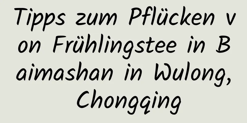 Tipps zum Pflücken von Frühlingstee in Baimashan in Wulong, Chongqing