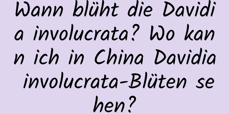 Wann blüht die Davidia involucrata? Wo kann ich in China Davidia involucrata-Blüten sehen?