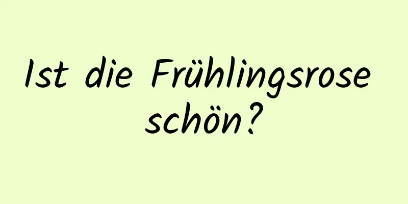 Ist die Frühlingsrose schön?